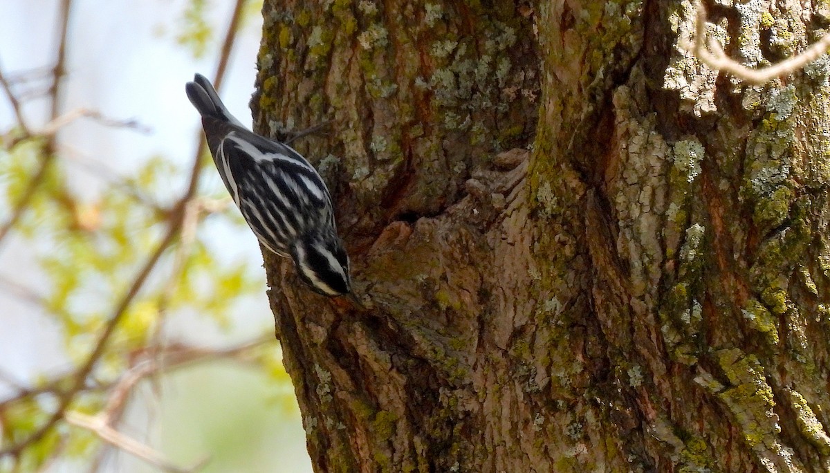 Black-and-white Warbler - ML618281695