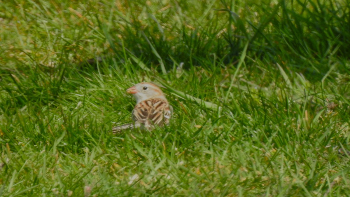 Field Sparrow - ML618281731