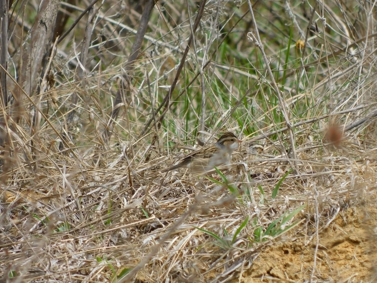 Clay-colored Sparrow - ML618281737
