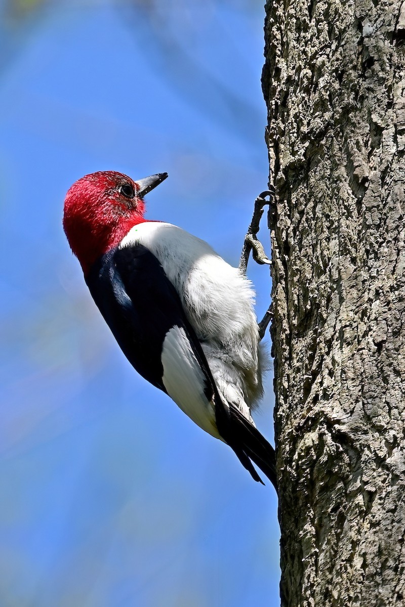 Red-headed Woodpecker - ML618281773