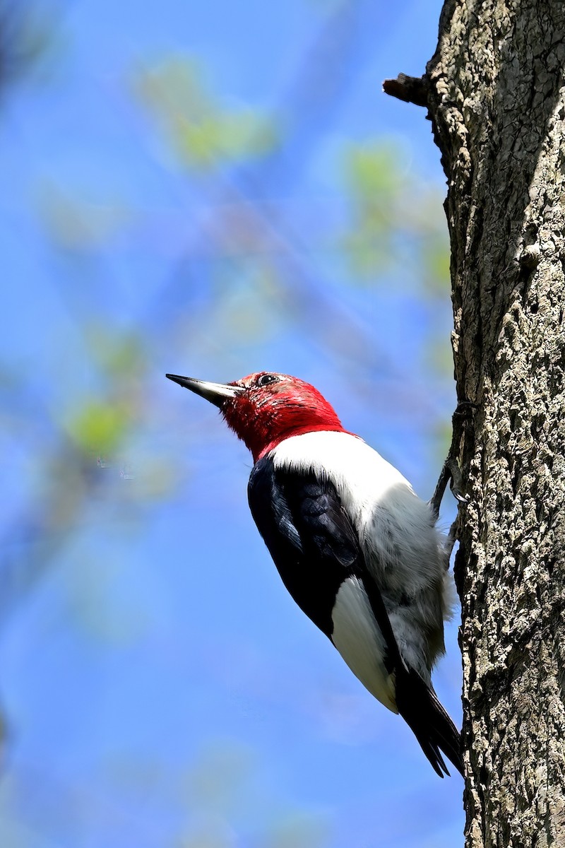 Red-headed Woodpecker - ML618281775