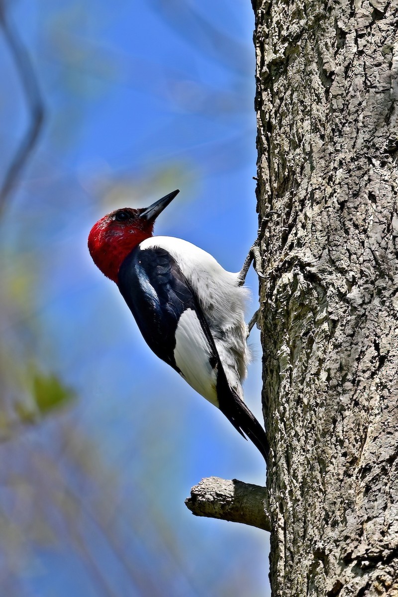 Red-headed Woodpecker - Eileen Gibney