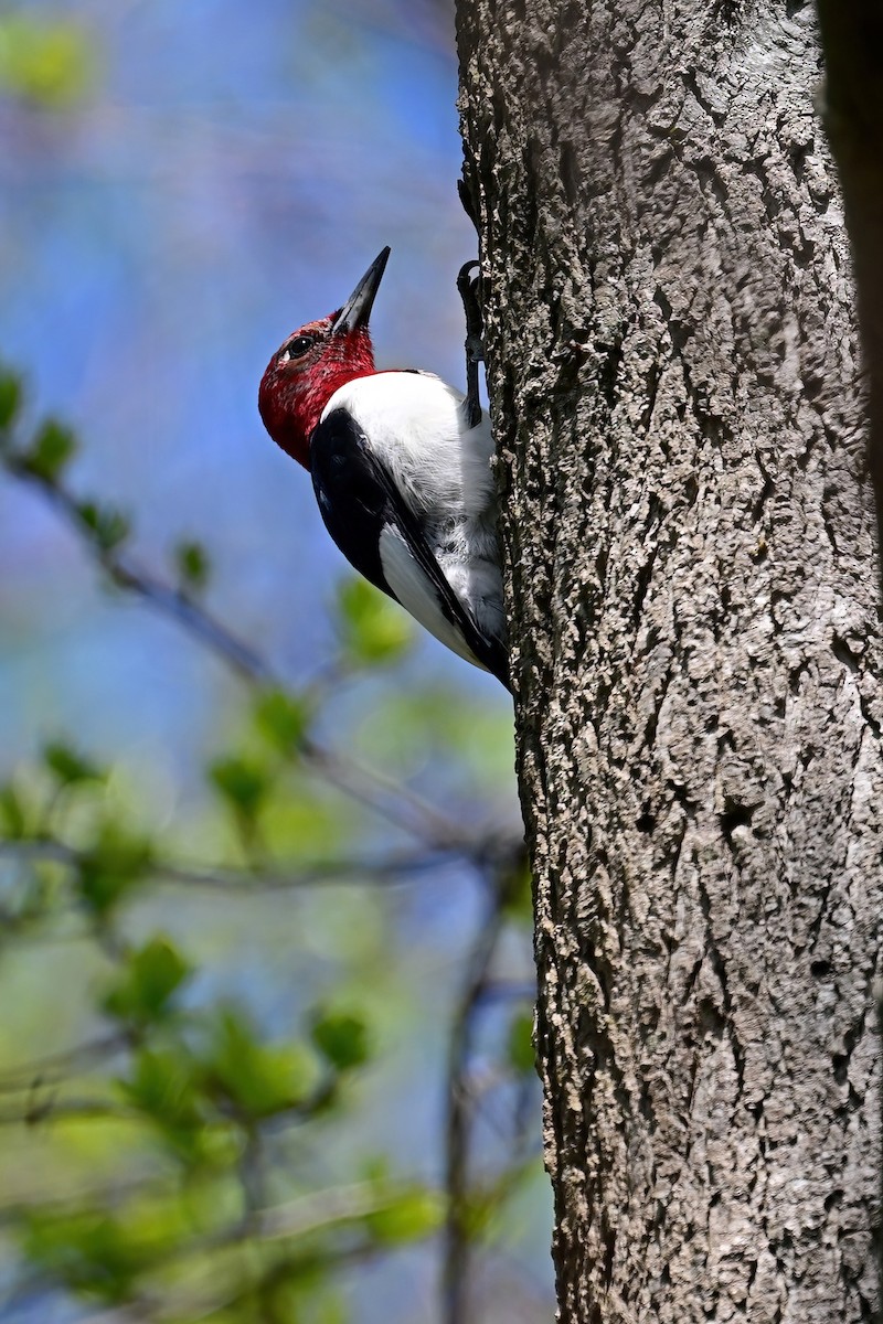 Red-headed Woodpecker - ML618281777