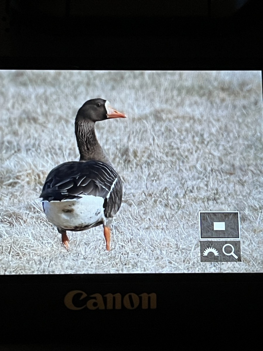Greater White-fronted Goose (Greenland) - ML618281785