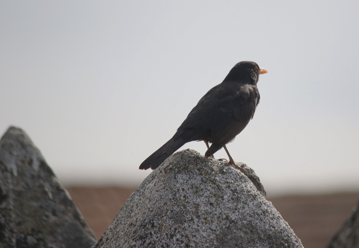Eurasian Blackbird - ML618281788