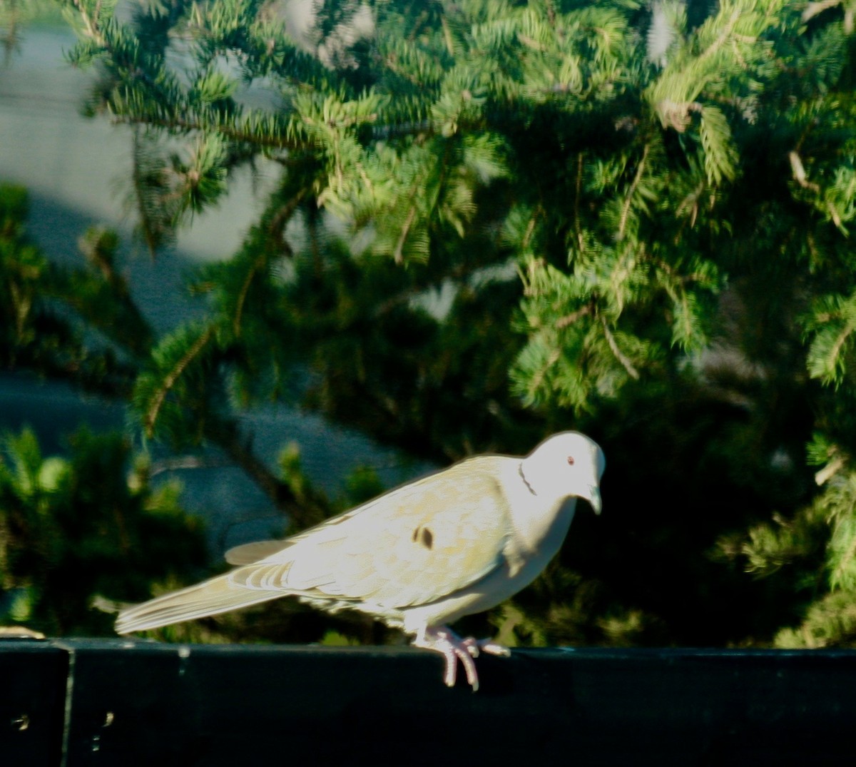 Eurasian Collared-Dove - Renee Coon