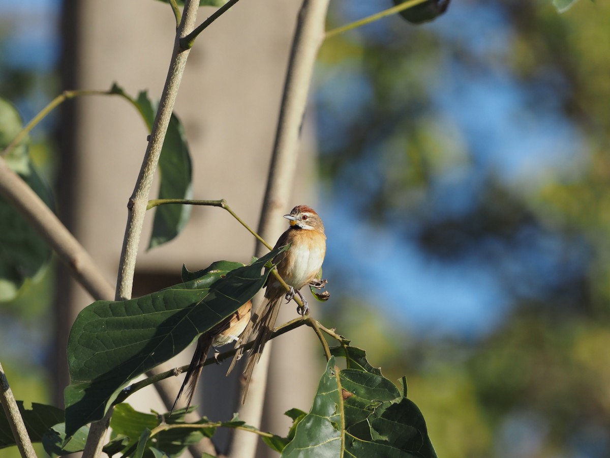 Chotoy Spinetail - ML618281797