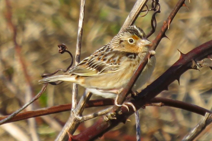 Grasshopper Sparrow - ML618281799