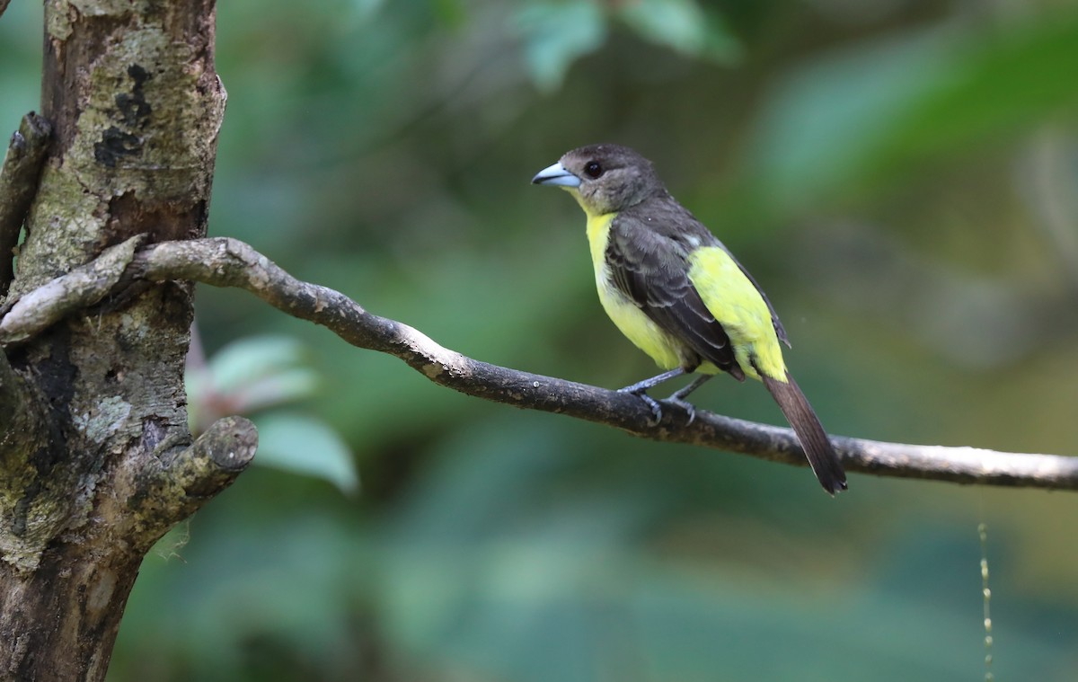 Flame-rumped Tanager - ML618281817