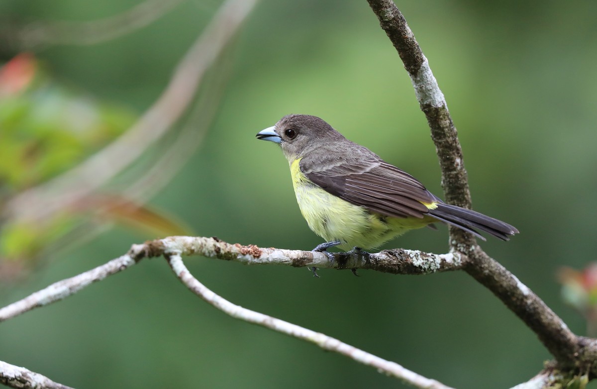 Flame-rumped Tanager - ML618281818
