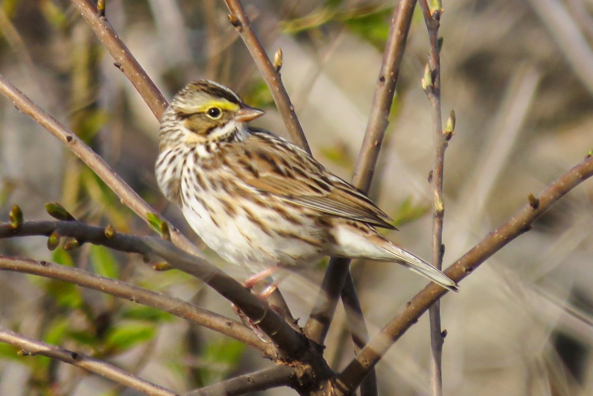 Savannah Sparrow - ML618281819