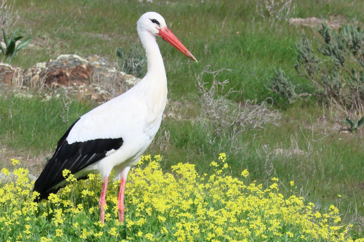 White Stork - ML618281826