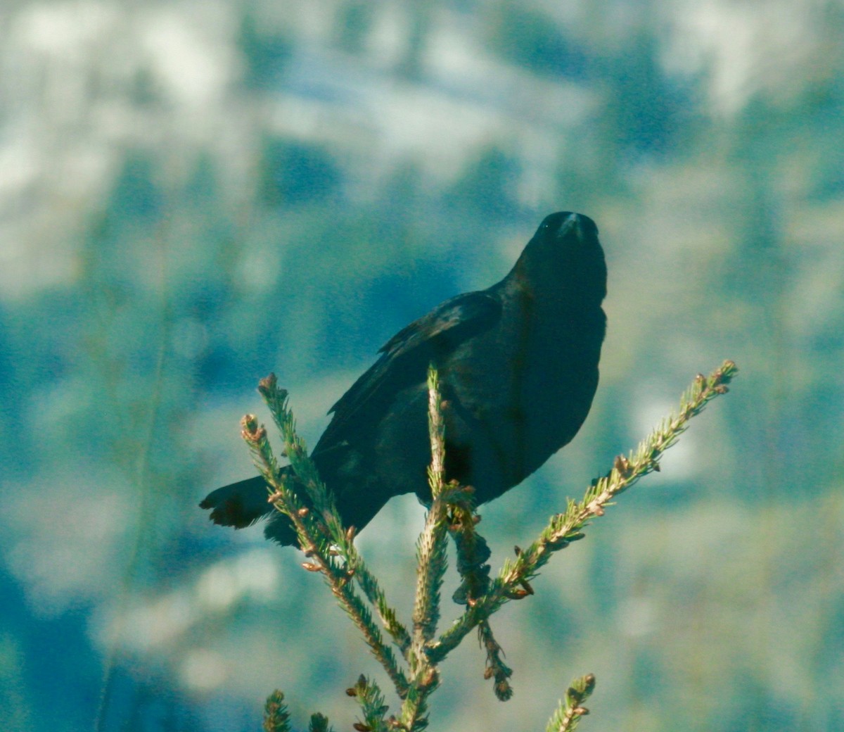 Common Raven - Renee Coon