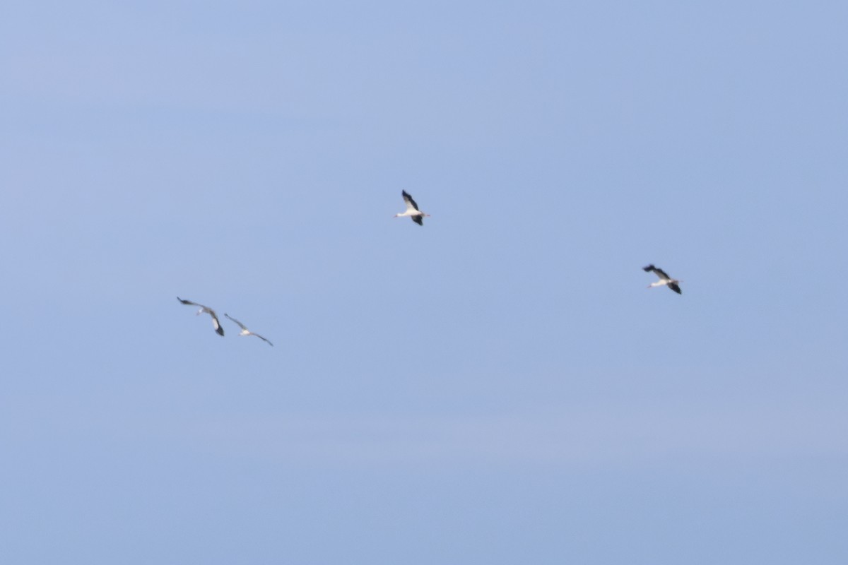 White Stork - ML618281872