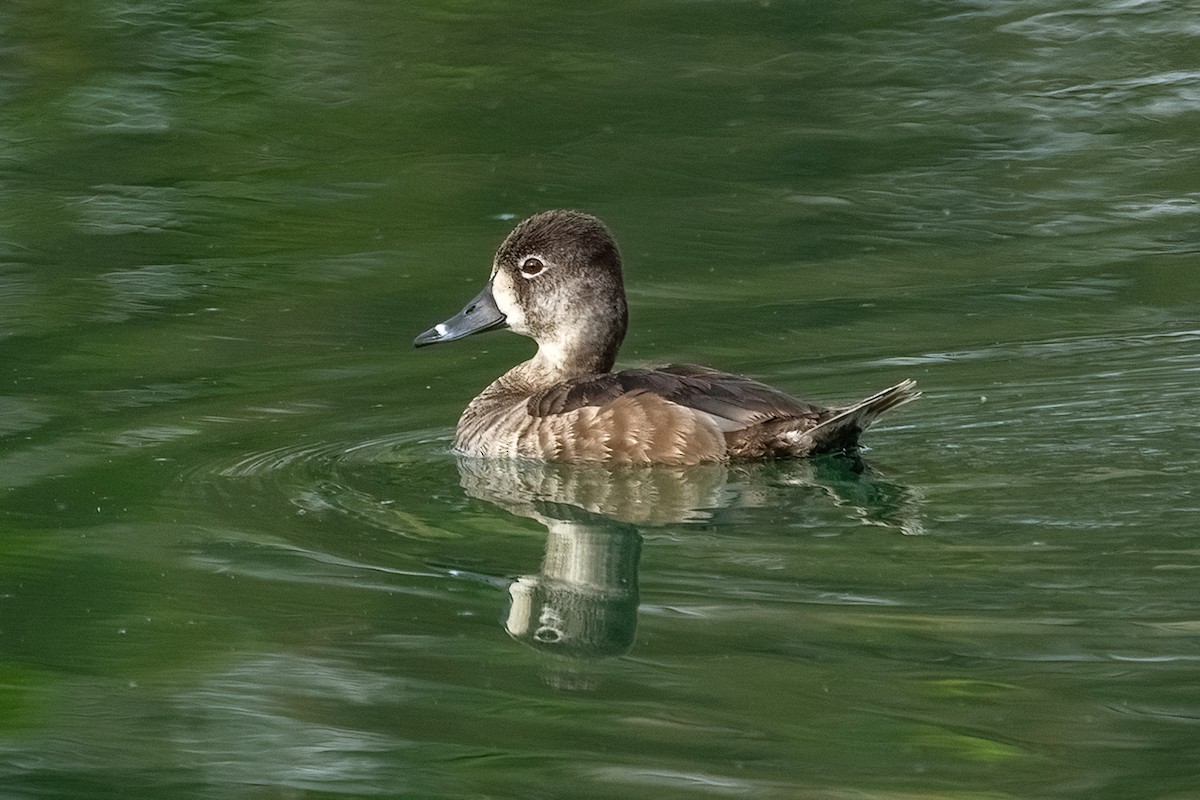 Ring-necked Duck - ML618281875