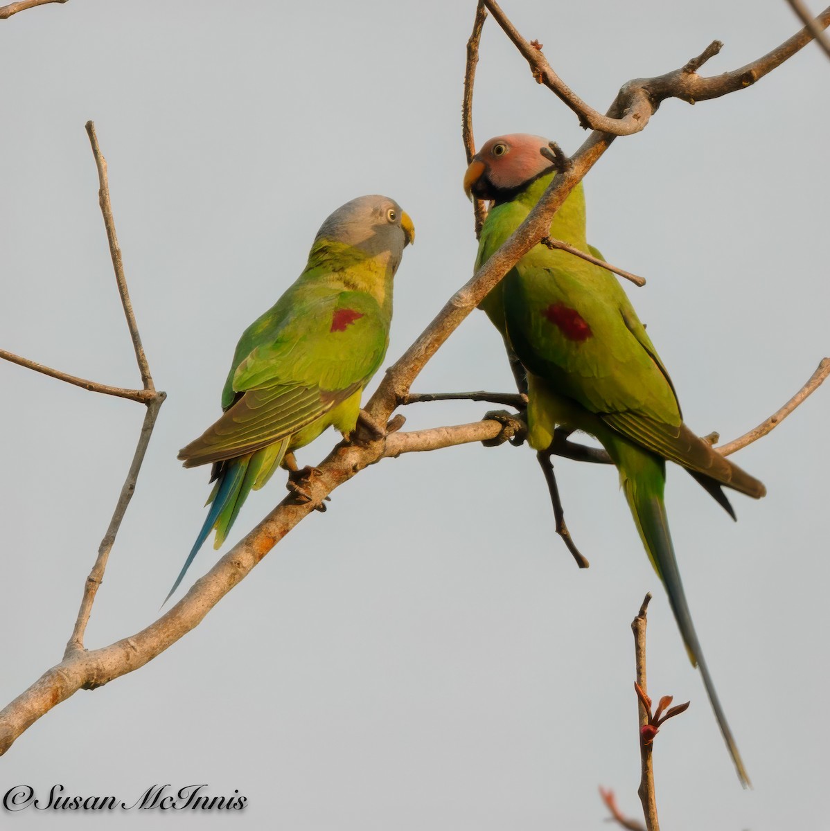 Red-breasted Parakeet - ML618281886