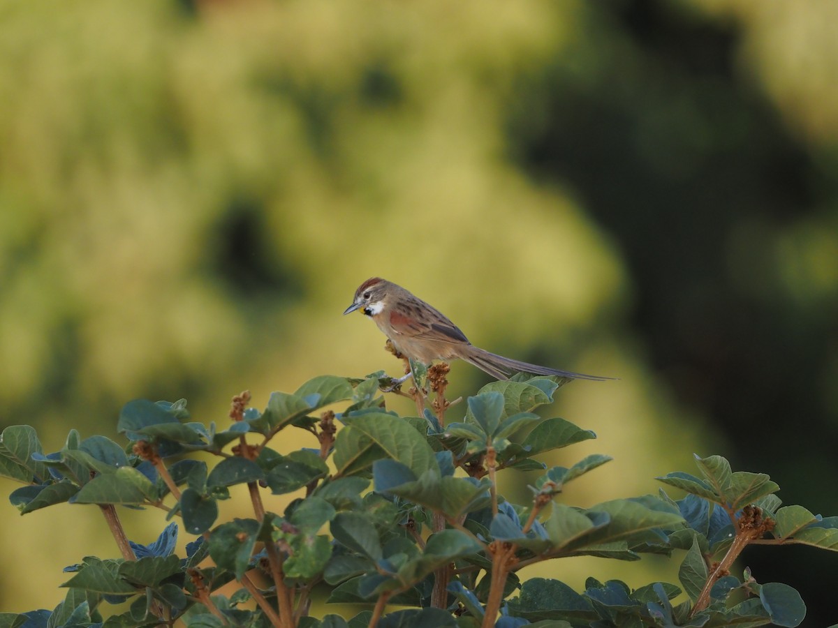 Chotoy Spinetail - ML618281949