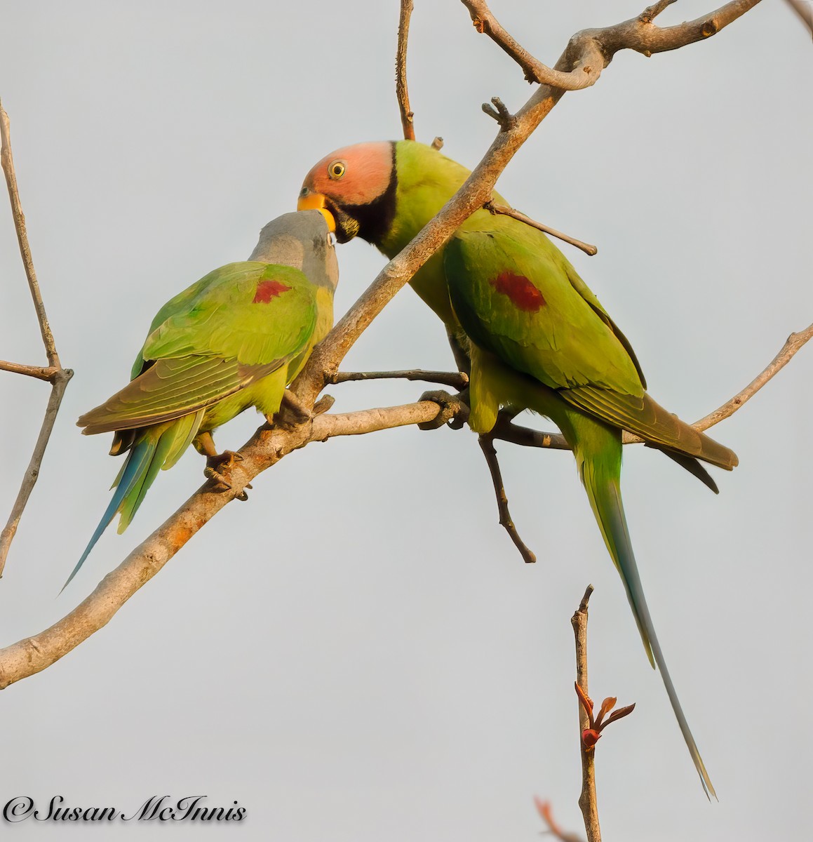 Red-breasted Parakeet - ML618281953