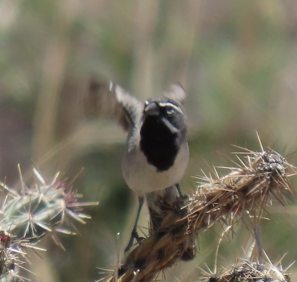 Black-throated Sparrow - ML618281957