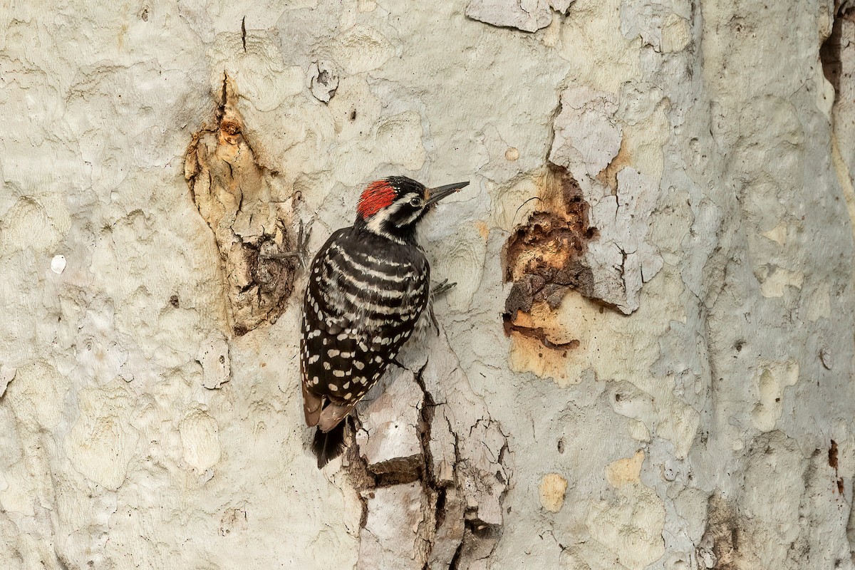Nuttall's Woodpecker - Kathryn McGiffen