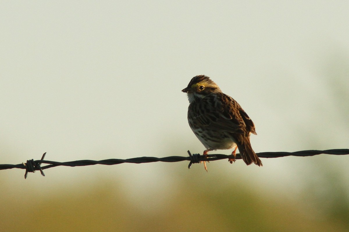 Savannah Sparrow - ML618281978