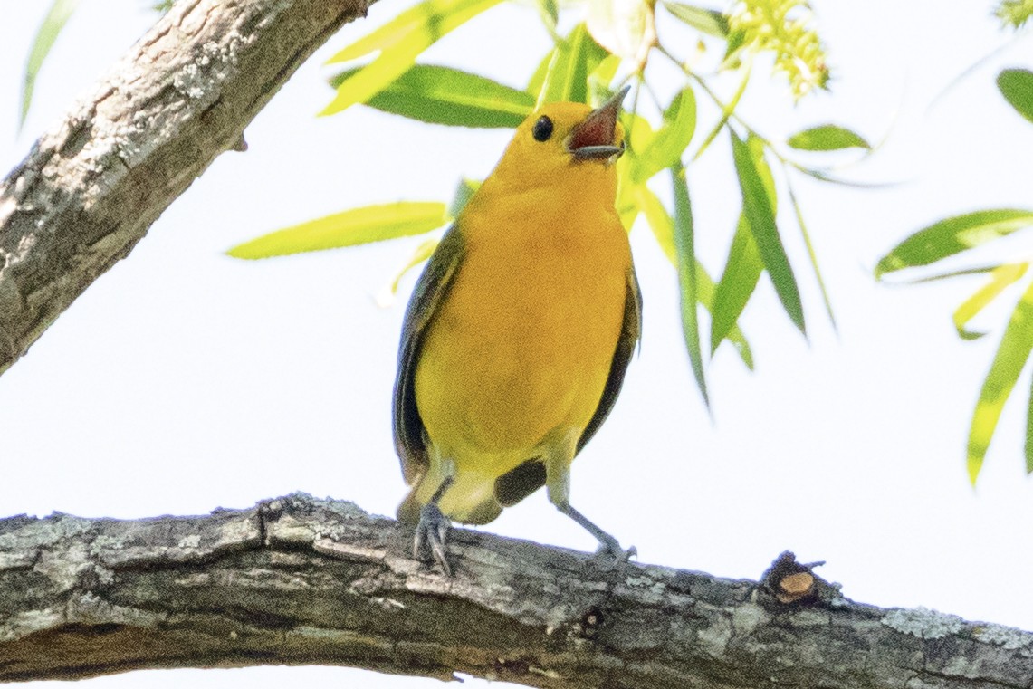 Prothonotary Warbler - Scott Young