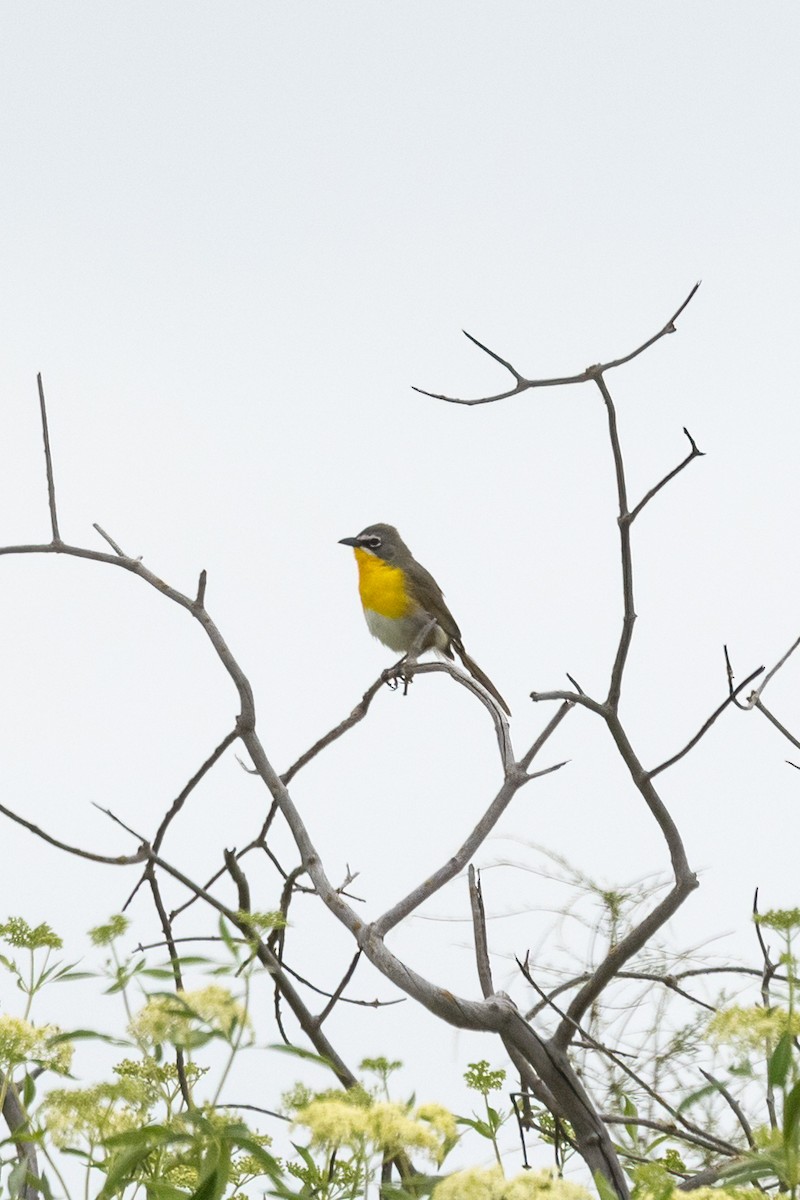 Yellow-breasted Chat - ML618281999