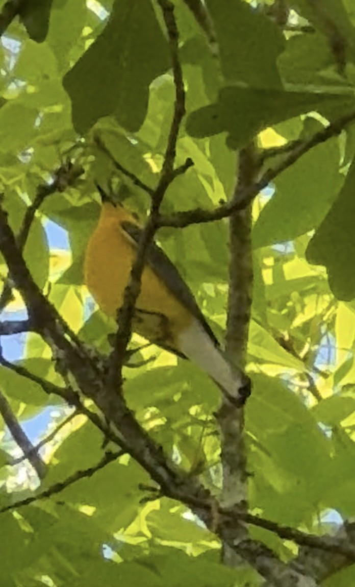 Prothonotary Warbler - ML618282028