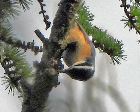 Red-breasted Nuthatch - ML618282047