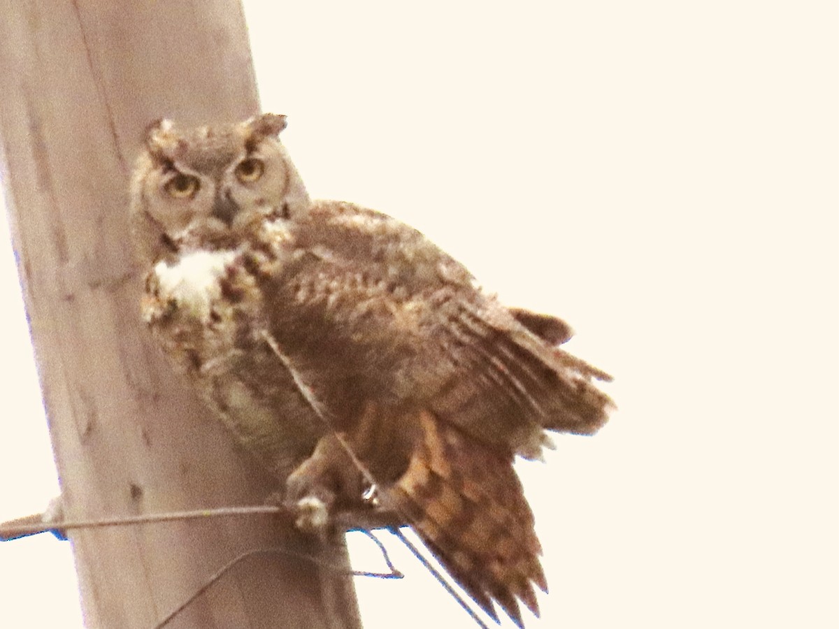 Great Horned Owl - ML618282064