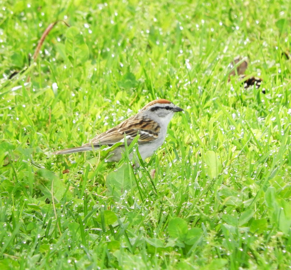 Chipping Sparrow - ML618282067