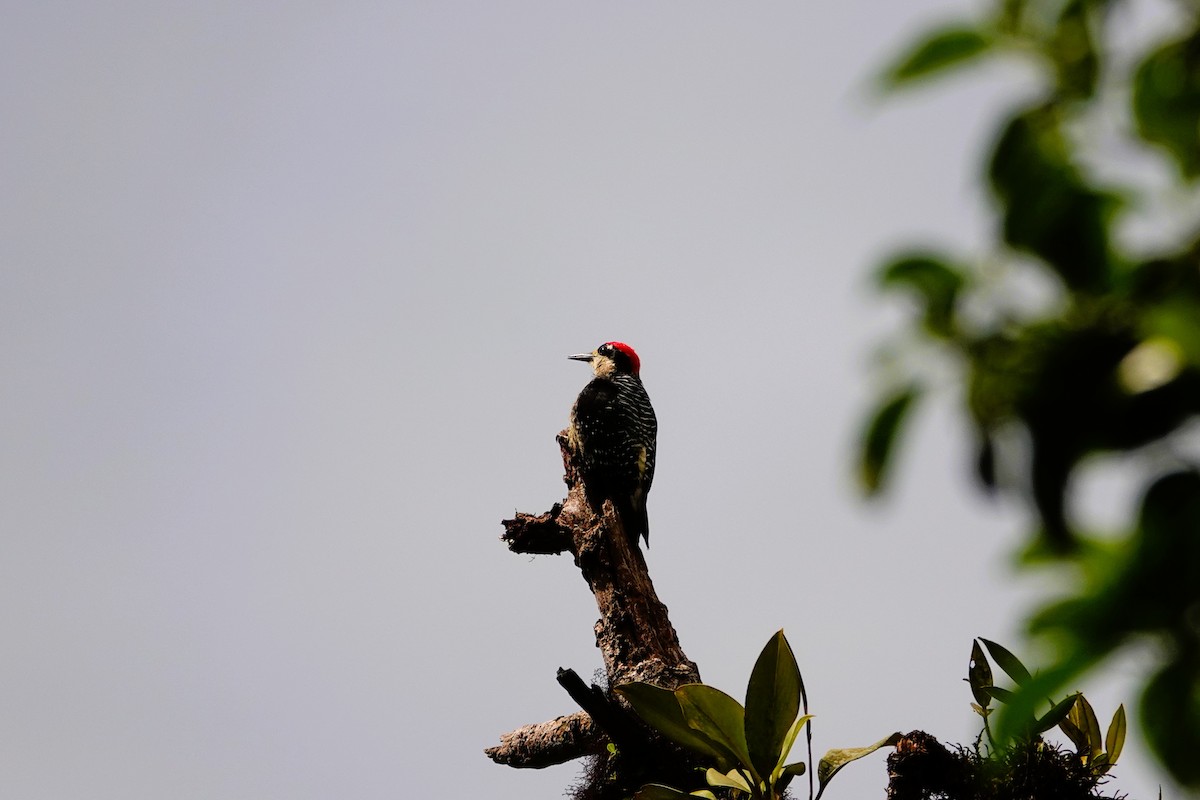 Black-cheeked Woodpecker - ML618282075