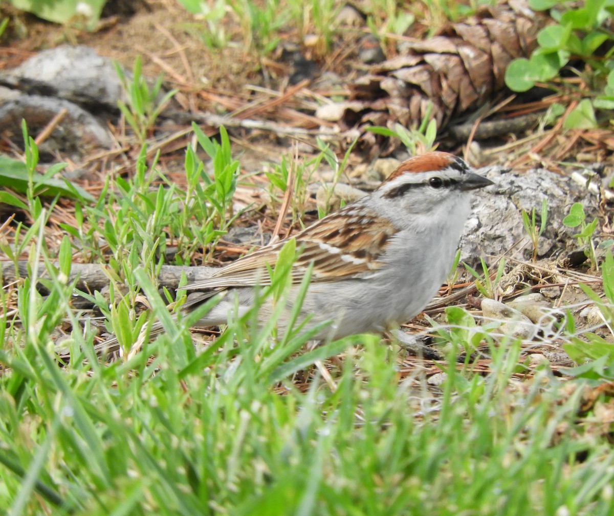 Chipping Sparrow - ML618282080