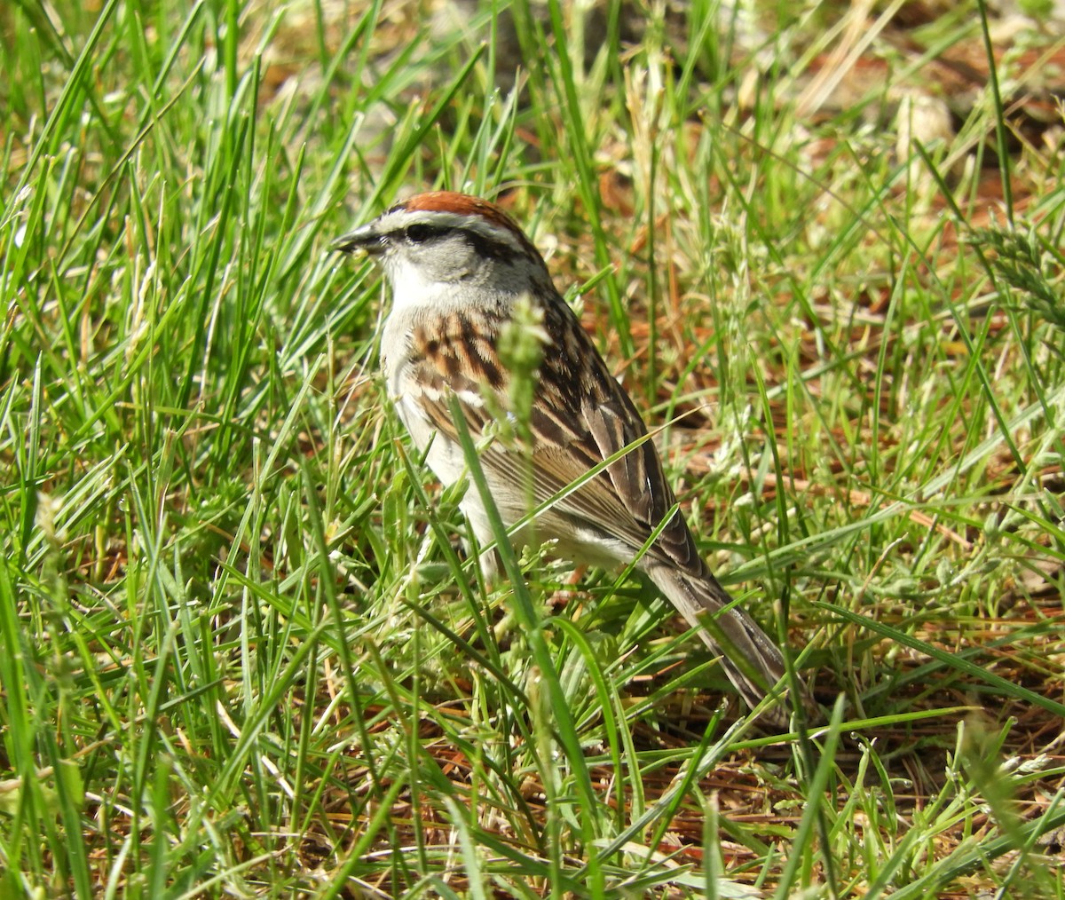 Chipping Sparrow - ML618282081