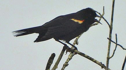 Red-winged Blackbird - ML618282082