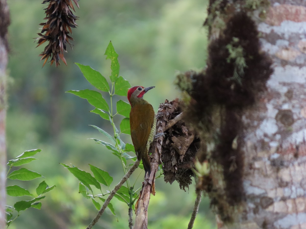 Golden-olive Woodpecker - ML618282091