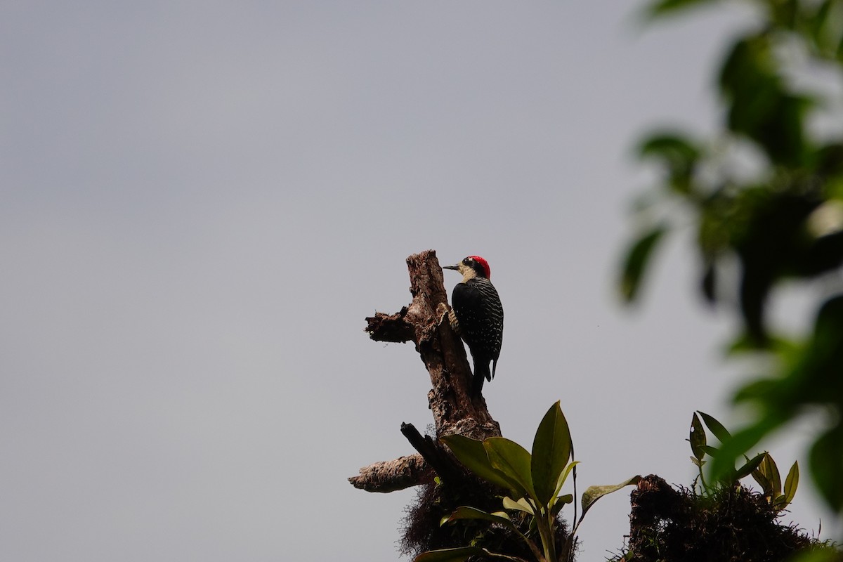 Black-cheeked Woodpecker - ML618282092