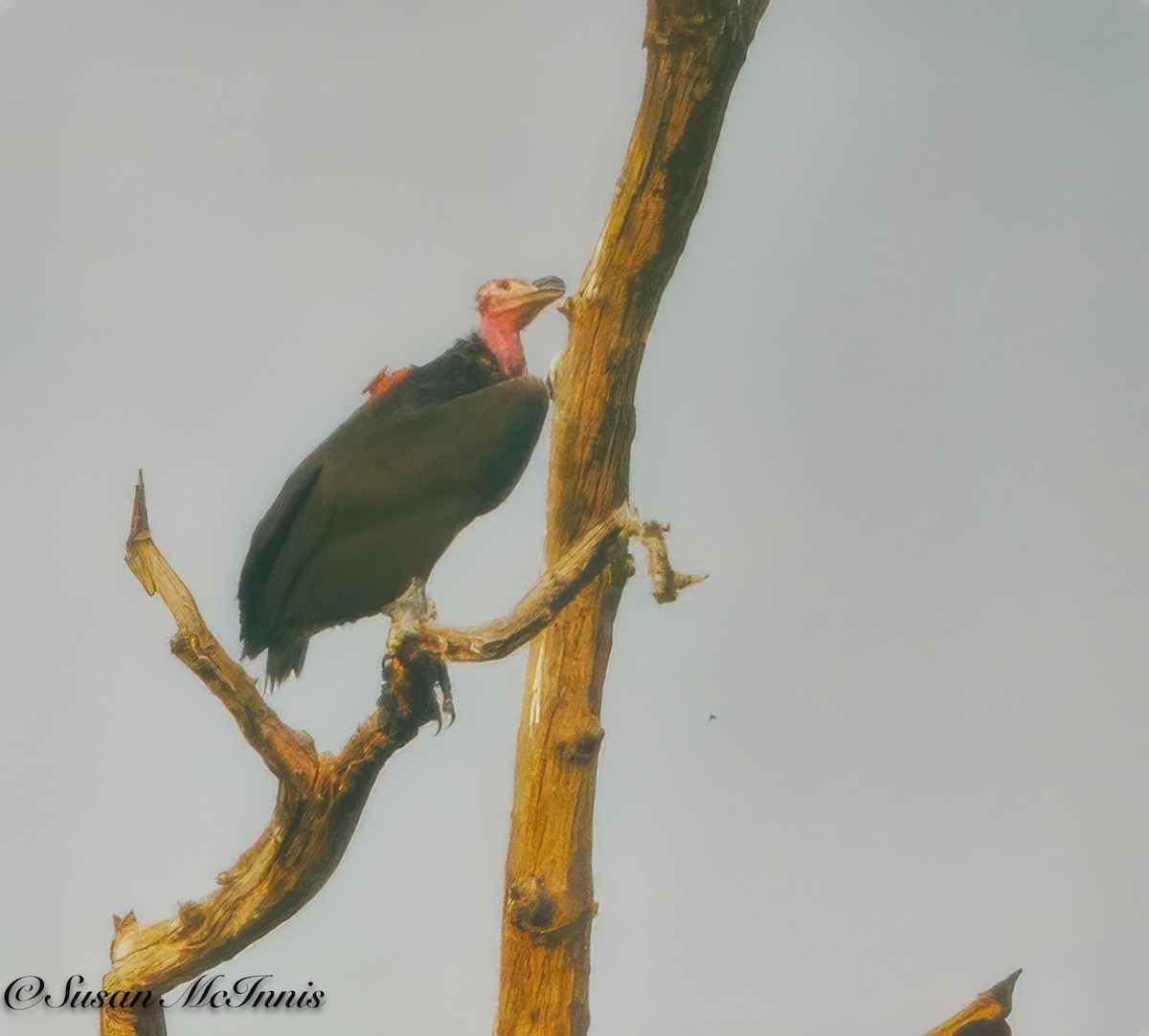 Red-headed Vulture - ML618282100