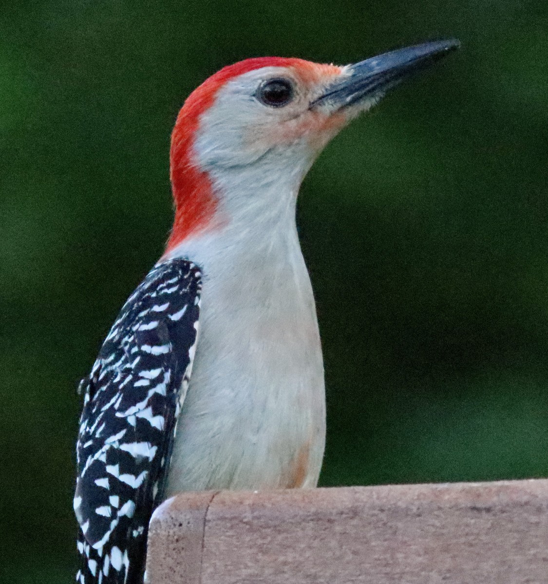 Red-bellied Woodpecker - Lloyd Davis