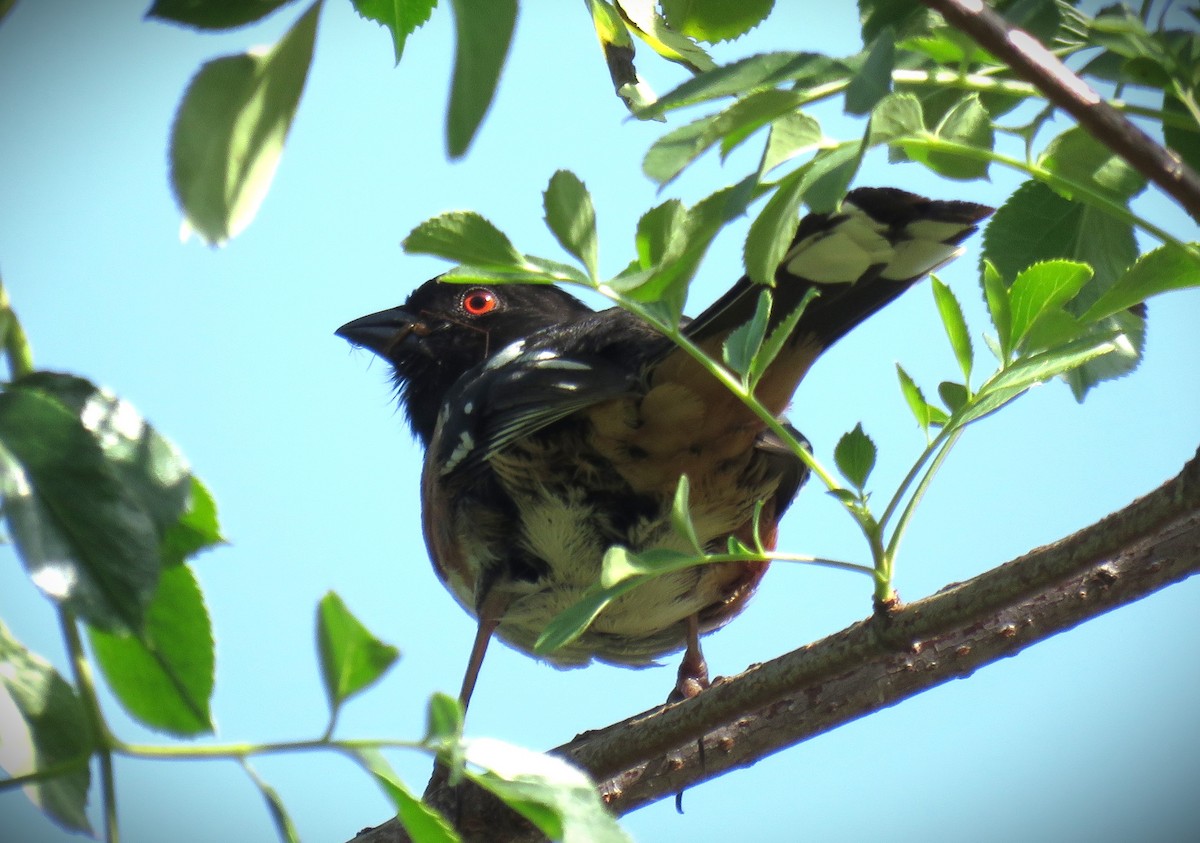 Spotted Towhee - ML618282127