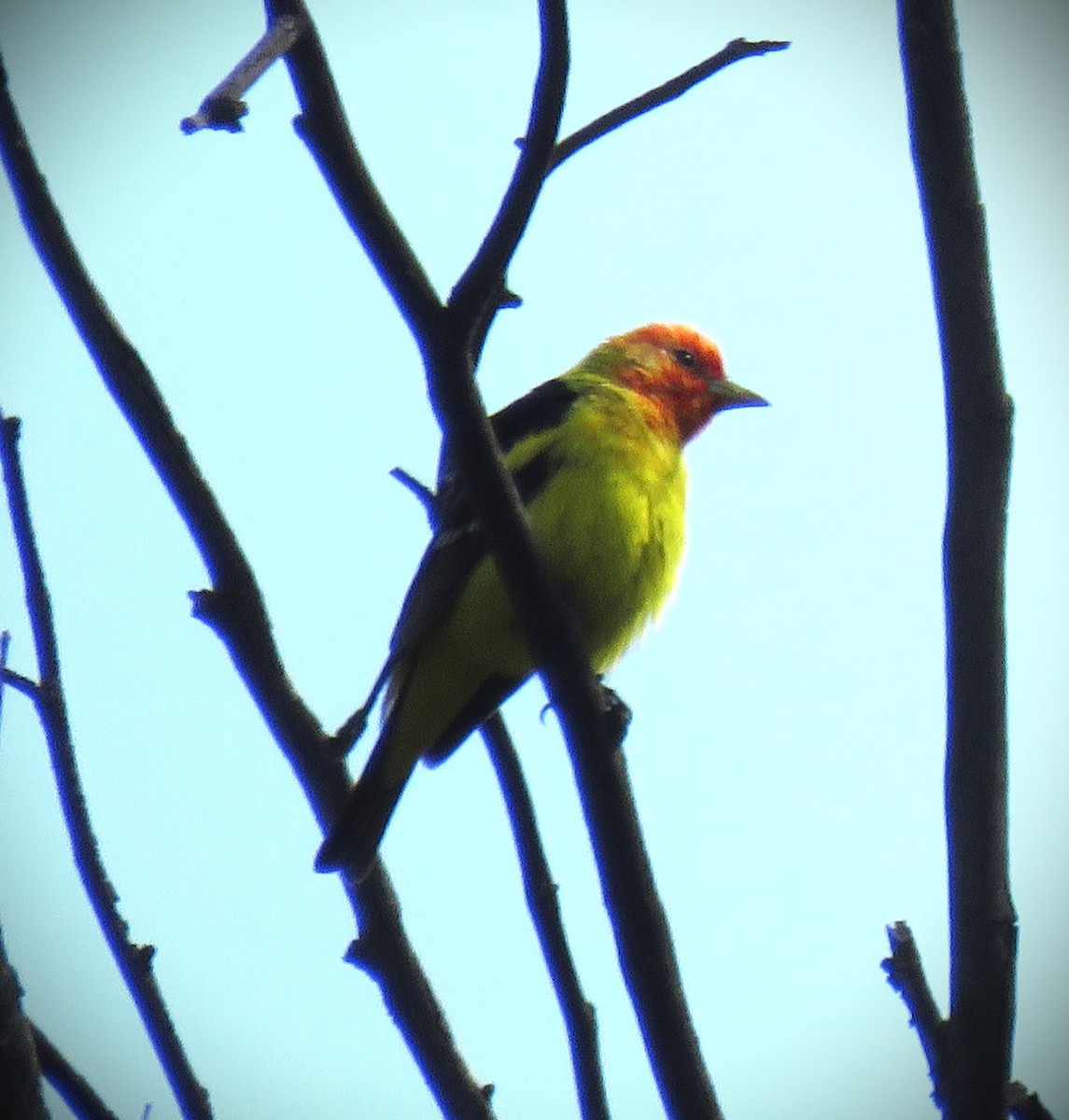 Western Tanager - ML618282148