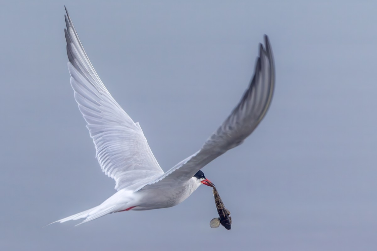 Common Tern - Norman Franke
