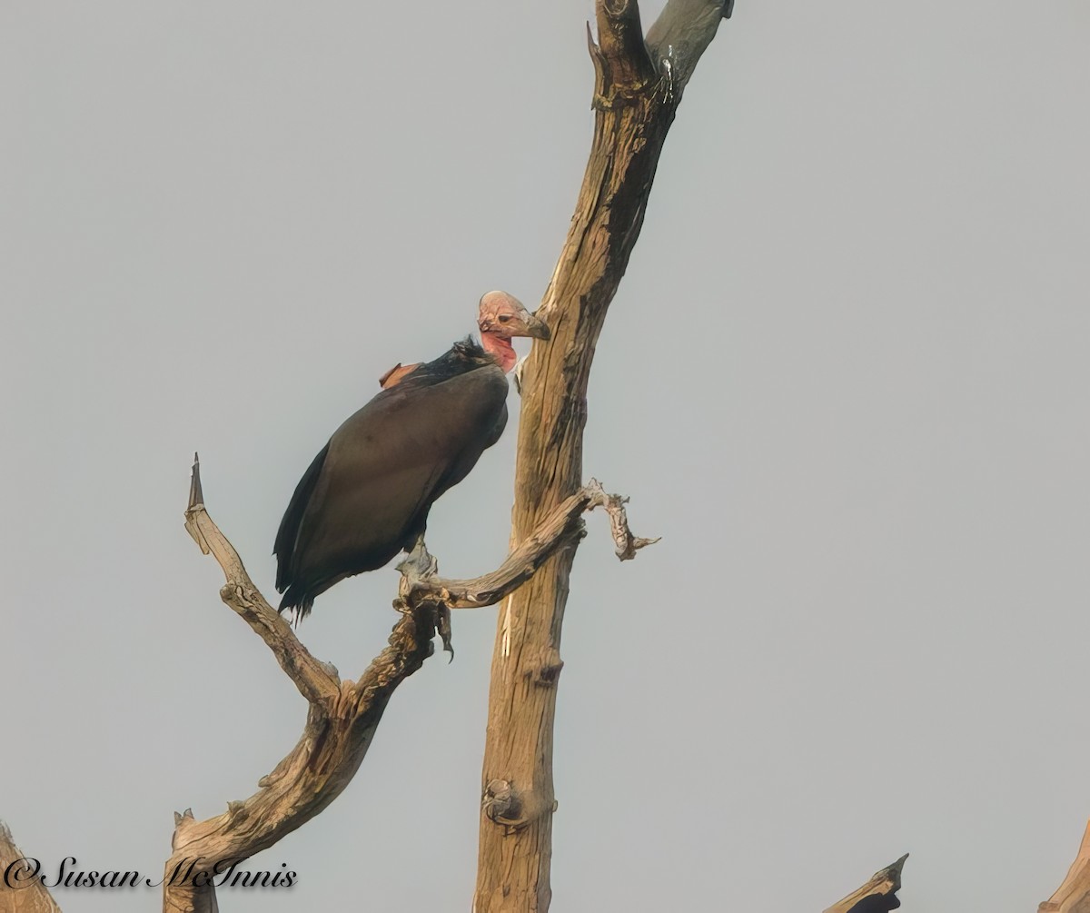 Red-headed Vulture - ML618282156