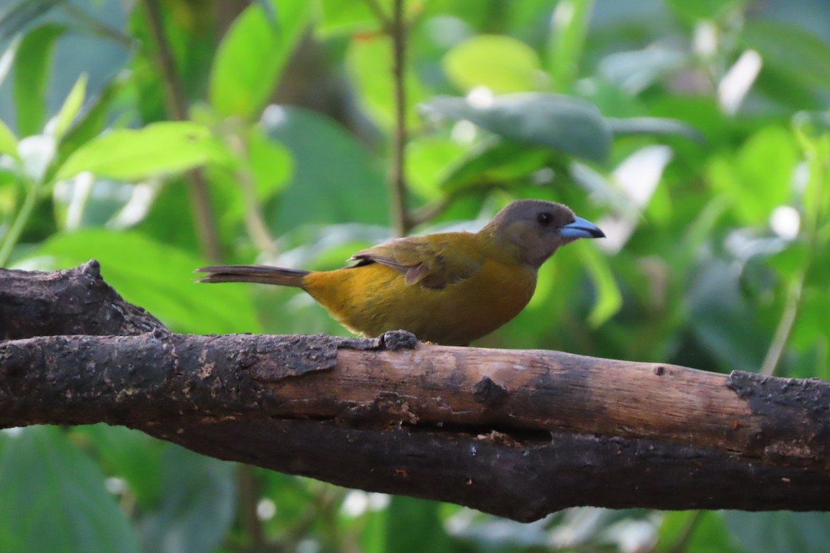 Scarlet-rumped Tanager (Passerini's) - ML618282162