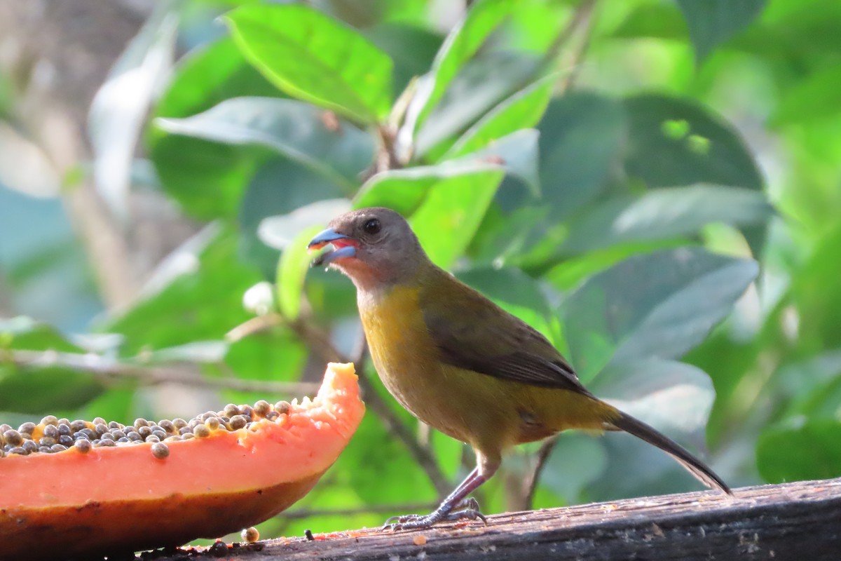 Scarlet-rumped Tanager (Passerini's) - ML618282163