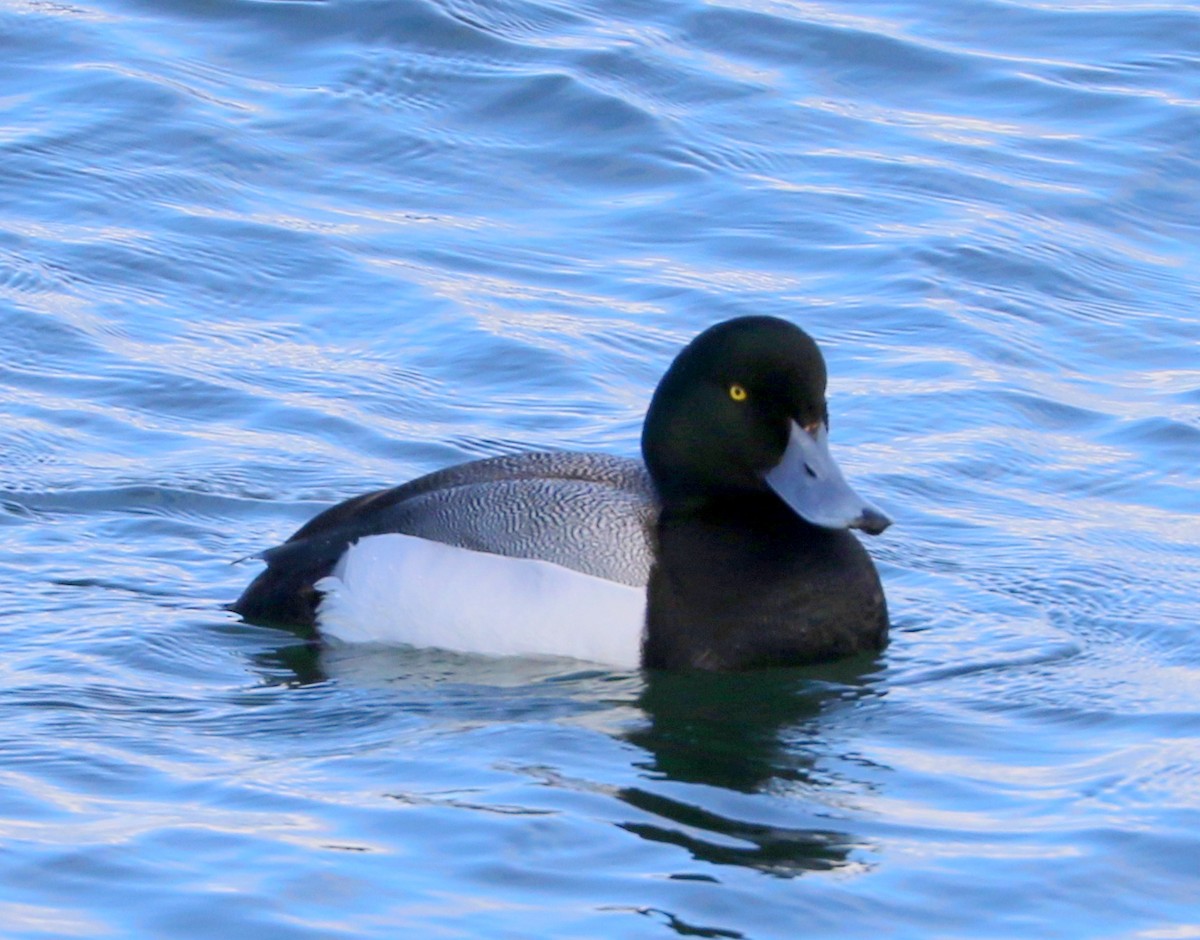 Greater Scaup - ML618282195