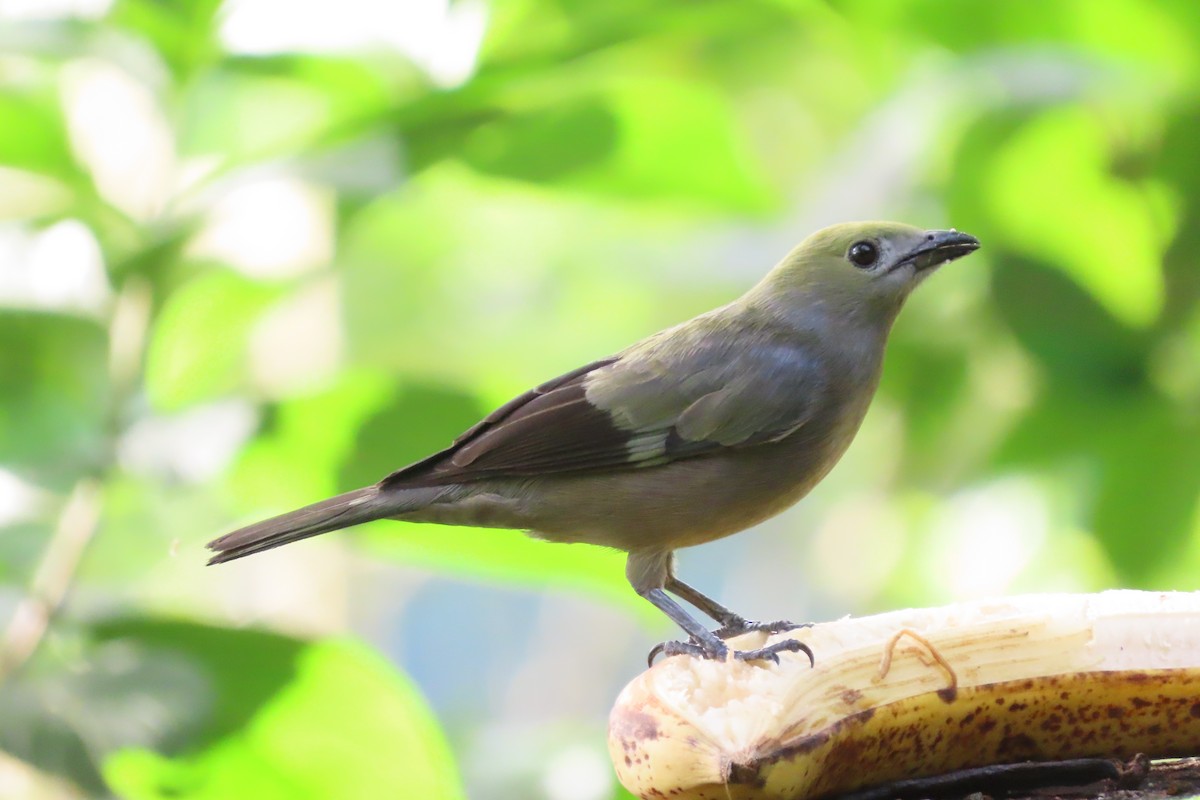 Palm Tanager - ML618282199