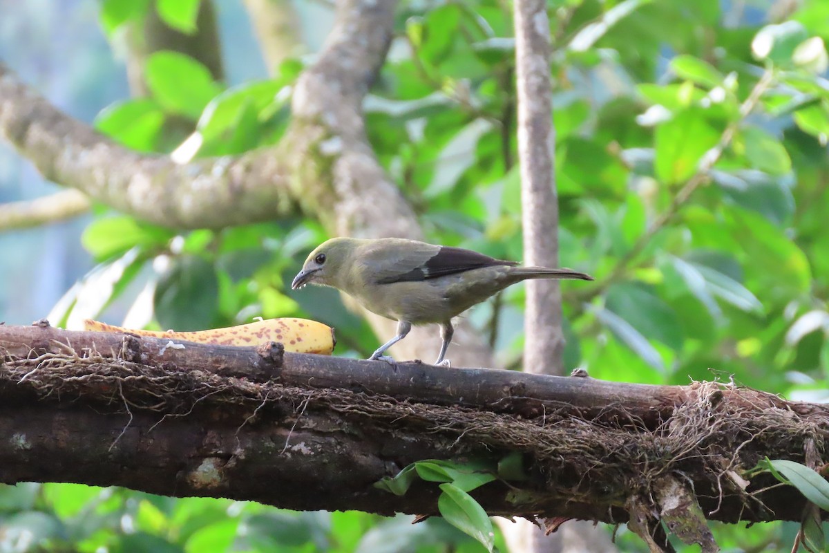 Palm Tanager - ML618282201