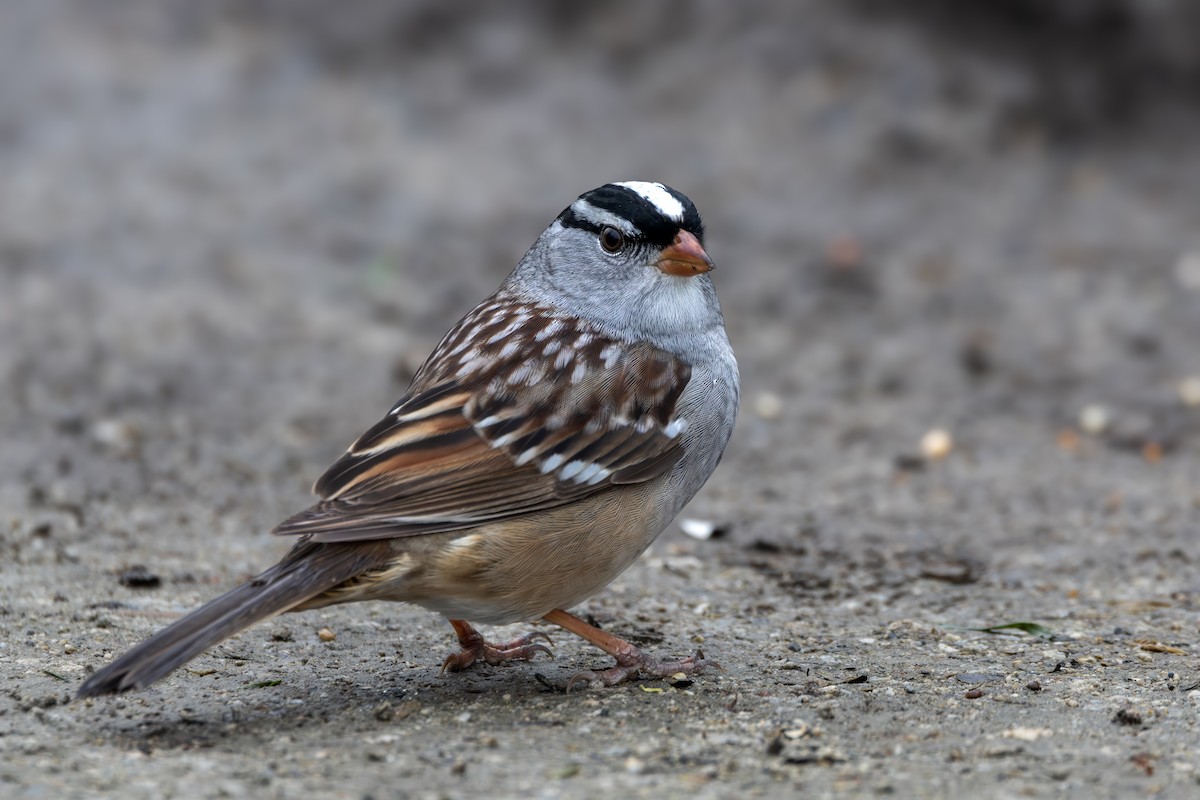 White-crowned Sparrow - ML618282208