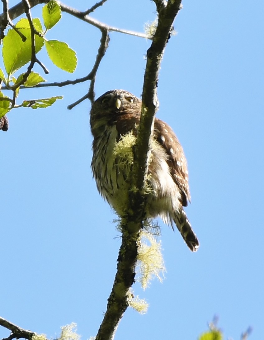 Northern Pygmy-Owl - Rachel Hudson